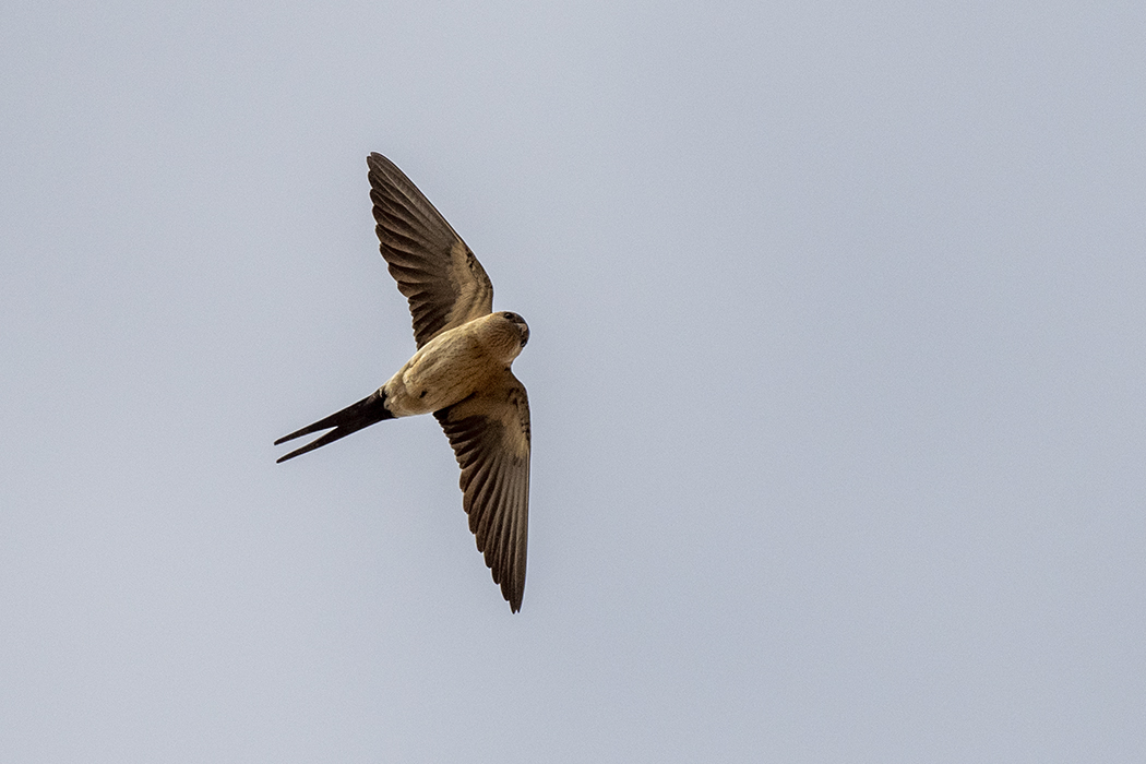 Red-rumped Swallow